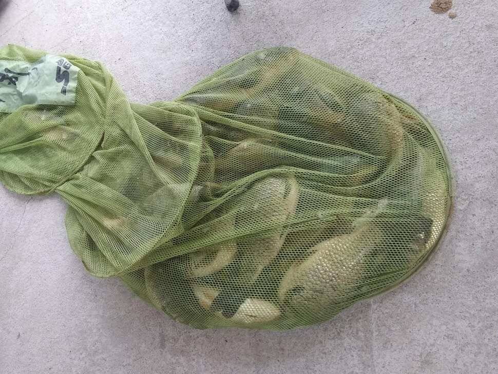 양평 힐링 수곡낚시터 붕어조황이 좀더 좋아졌습니다 (유료터정보 - 유료터점주조황)