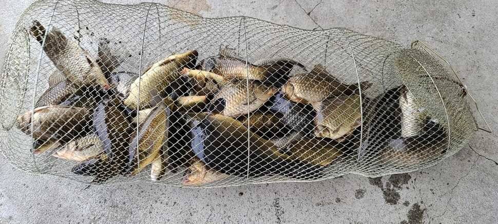 공주 고성낚시터 입니다 (유료터정보 - 유료터점주조황)