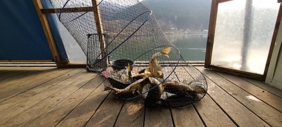 힐링 양평 수곡낚시터 주초 조황 좀더 좋아집니다 (유료터정보 - 유료터점주조황)