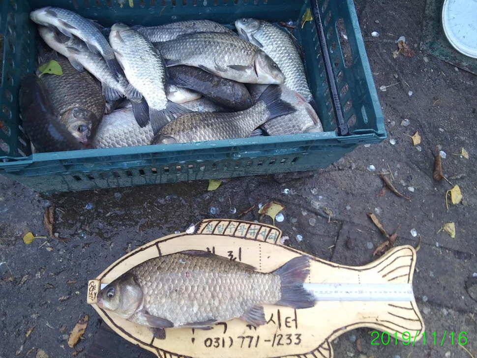 양평 수곡낚시터 자연산 4짜붕어 포함 대량 방류 및 노지 잔교 천막설치 완료하였습니다 (유료터정보 - 유료터점주조황)