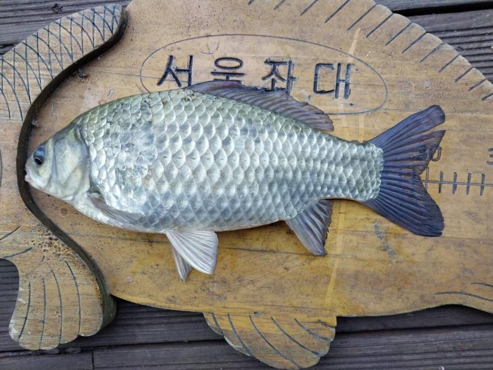 송전지서울좌대 조황317 (유료터정보 - 유료터점주조황)