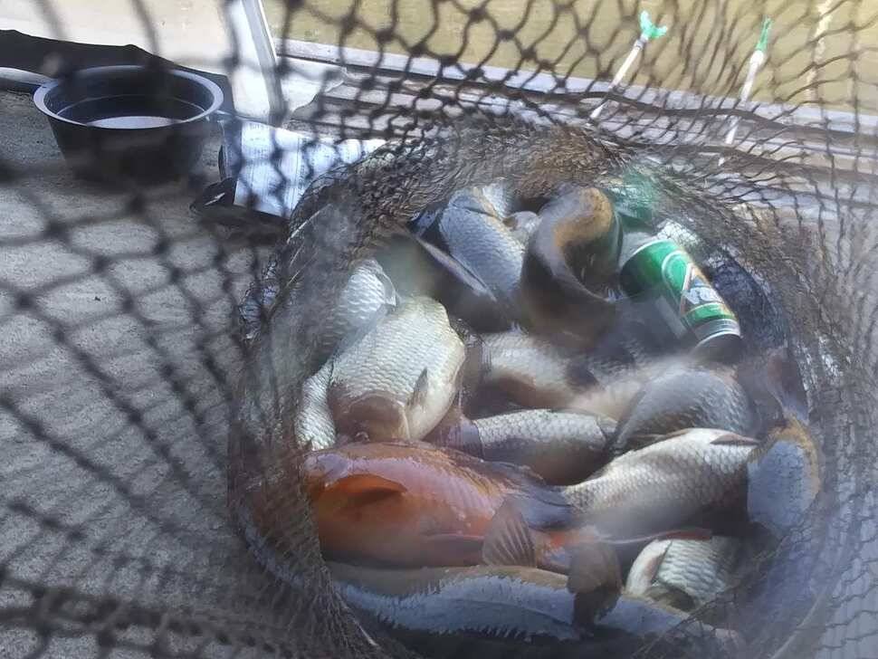 힐링 양평 수곡낚시터 주중 고른 조황이네요수상좌대 할인요금 및 주말 붕어방류 안내 (유료터정보 - 유료터점주조황)