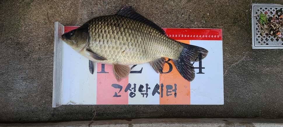 공주 고성낚시터 입니다 (유료터정보 - 유료터점주조황)