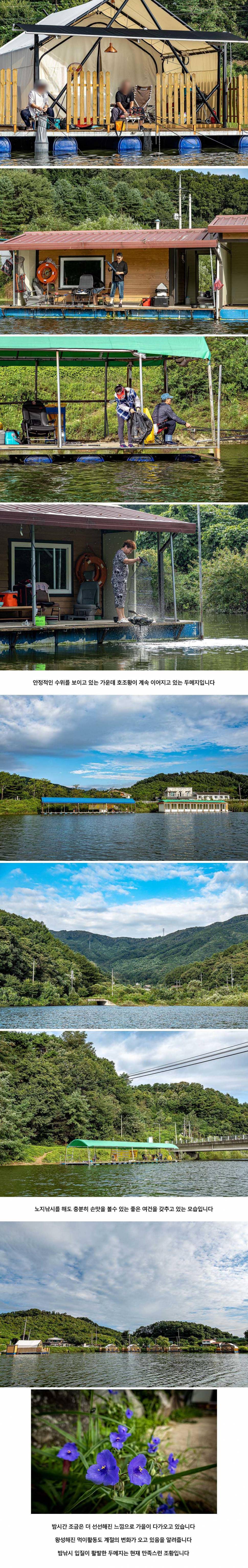 안성 두메낚시터 9월 1일 조황정보 (유료터정보 - 유료터점주조황)