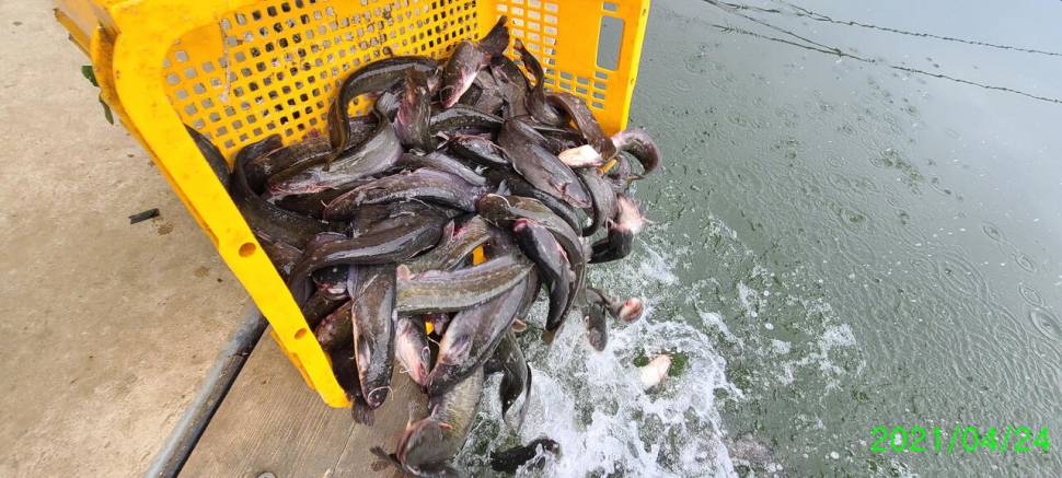 넷째주말 금토 힐링 양평 수곡낚시터 조황 붕어 방류 (유료터정보 - 유료터점주조황)