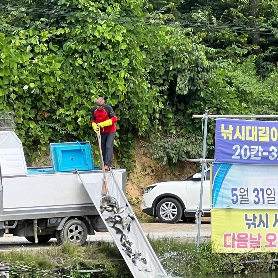 붕어방류 와 조황입니다 (유료터정보 - 유료터점주조황)