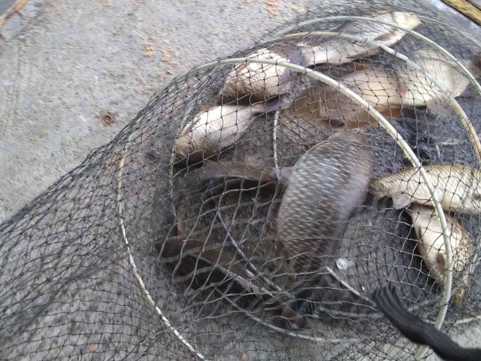 양평 수곡 낚시터 오늘도 자연산 토종붕어 대량 방류 및 조황 안내드려요 (유료터정보 - 유료터점주조황)