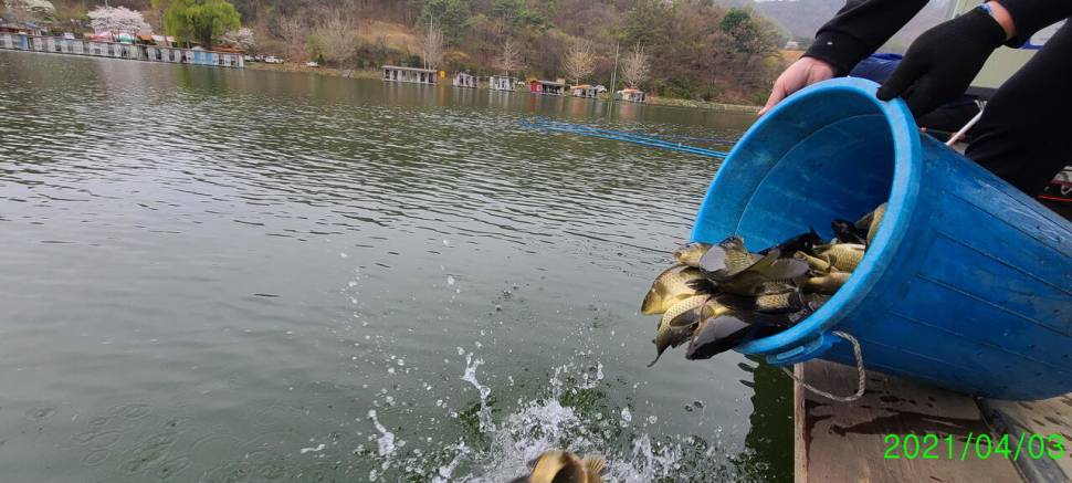 4월 양평 힐링 수곡낚시터 첫주말 대체로 고른 조황이었네요 (유료터정보 - 유료터점주조황)