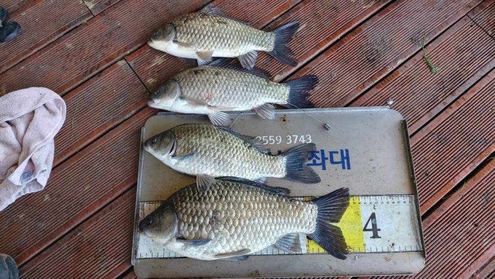 송전지서울집좌대5월24일조황 (유료터정보 - 유료터점주조황)