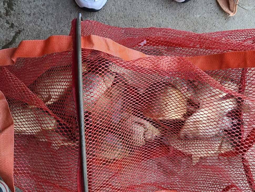 힐링 양평 수곡낚시터 4짜 대물붕어 포함 주중조황 및 붕어방류 안내 (유료터정보 - 유료터점주조황)