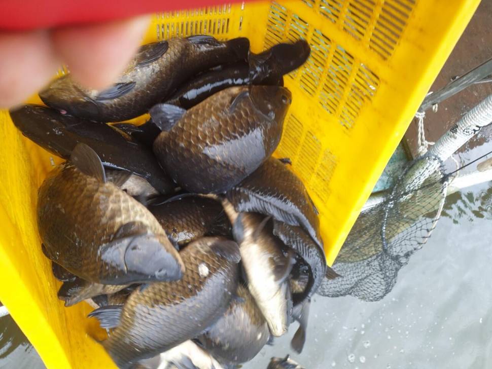 경주 동산낚시터붕어 전용잡이터지난주 조황 (유료터정보 - 유료터점주조황)
