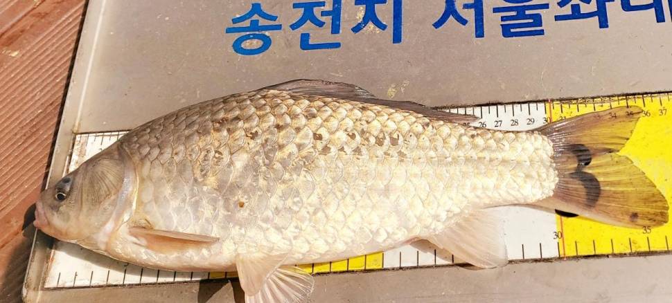 송전지서울좌대4월26일조황 (유료터정보 - 유료터점주조황)