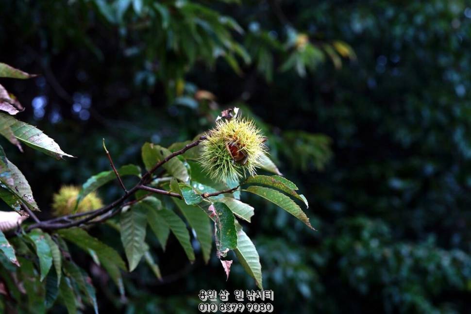 추석 연휴 정상 영업합니다용인삼인낚시터 (유료터정보 - 유료터점주조황)