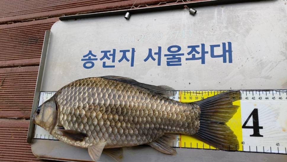 송전지서울좌대6월2일조황 (유료터정보 - 유료터점주조황)