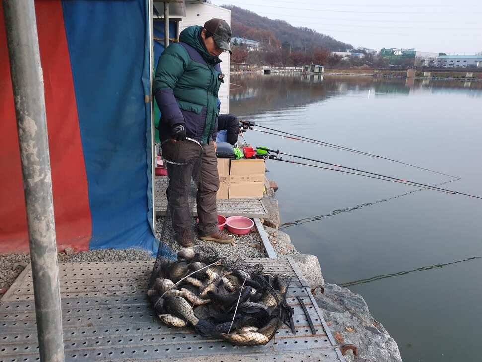 안성 거청낚시터 11 월 28일 붕어조황 (유료터정보 - 유료터점주조황)