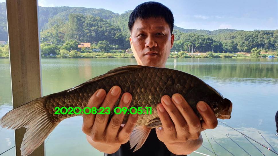 신원낚시터 8월27일 토종붕어 45짜리와 덩어리들 사진입니다 (유료터정보 - 유료터점주조황)