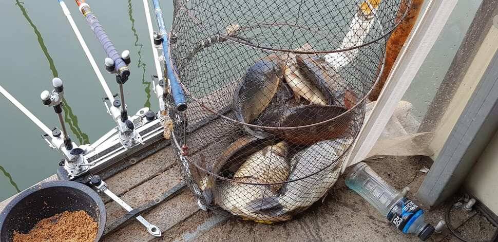 힐링 양평 수곡낚시터 주중 고른 조황이네요수상좌대 할인요금 및 주말 붕어방류 안내 (유료터정보 - 유료터점주조황)