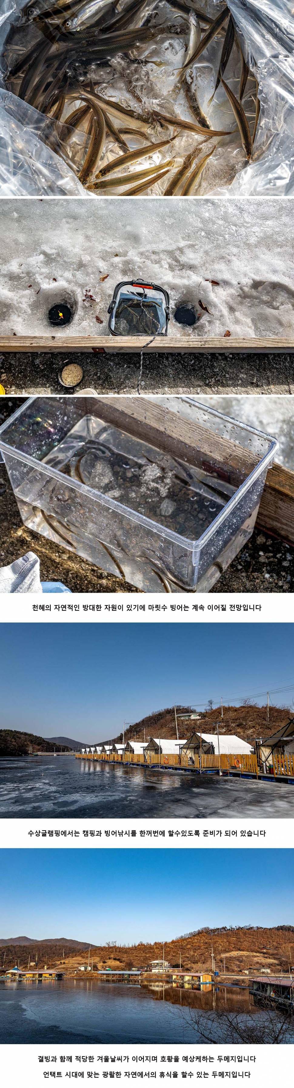 안성 두메낚시터 1월 14일 조황정보 (유료터정보 - 유료터점주조황)