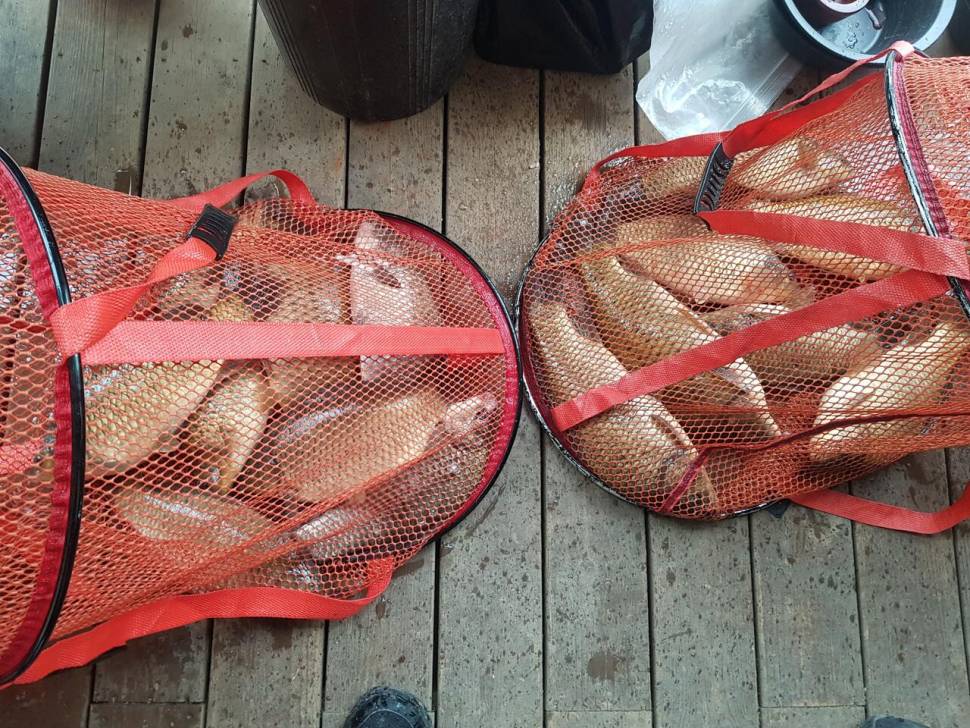 양평 힐링 수곡낚시터 둘째주 주말 조황 및 붕어 방류 (유료터정보 - 유료터점주조황)