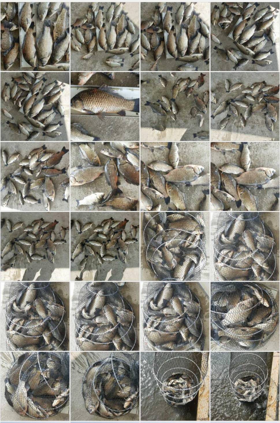 4짜에 덩어리 허리급 잔치 성호낚시터 (유료터정보 - 유료터점주조황)
