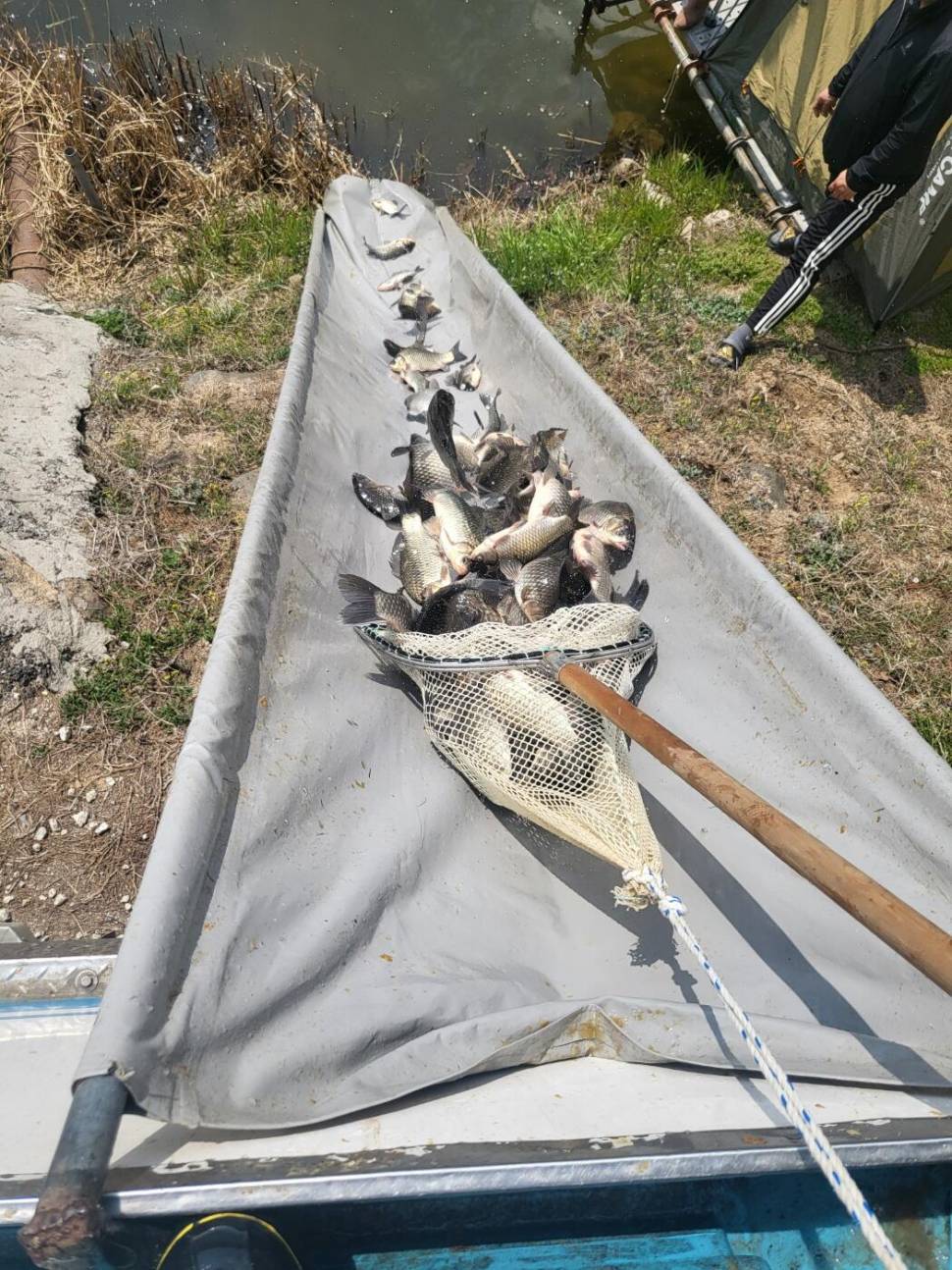 1400KG 토종붕어 대량 방류했습니다 (유료터정보 - 유료터점주조황)