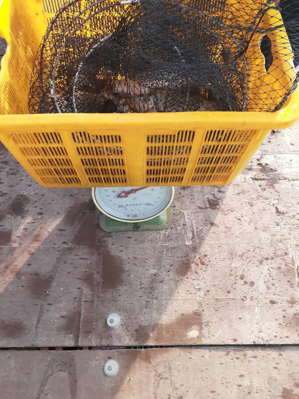 경주 동산낚시터붕어 전용잡이터지난주 조황 (유료터정보 - 유료터점주조황)