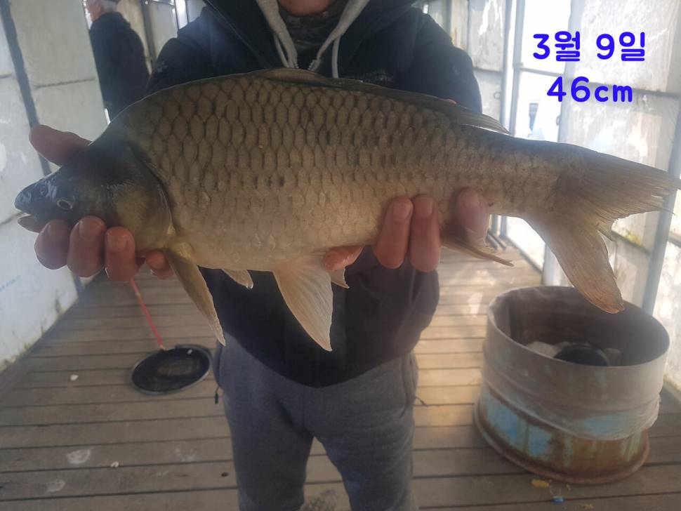 안정적인 조황이 확보된 봉재낚시터 (유료터정보 - 유료터점주조황)