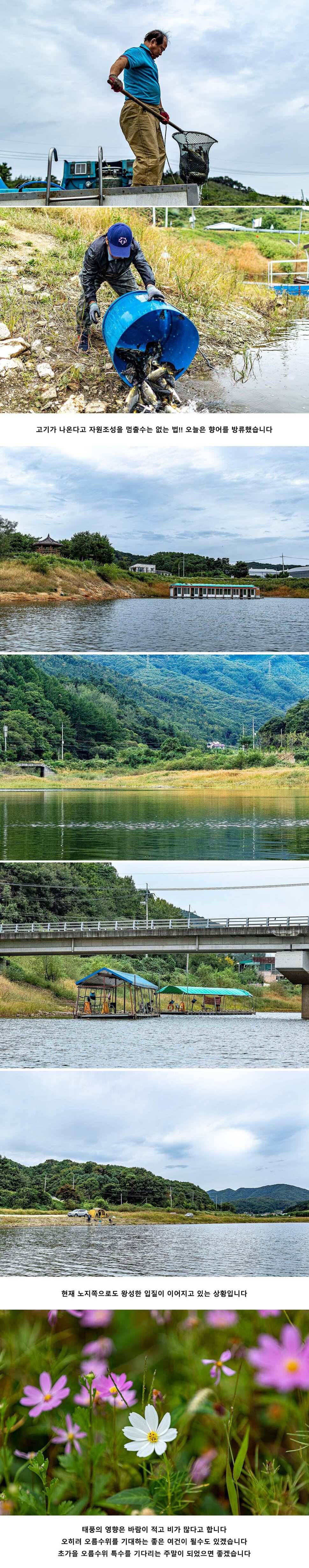 안성 두메낚시터 9월 21일 조황정보 (유료터정보 - 유료터점주조황)