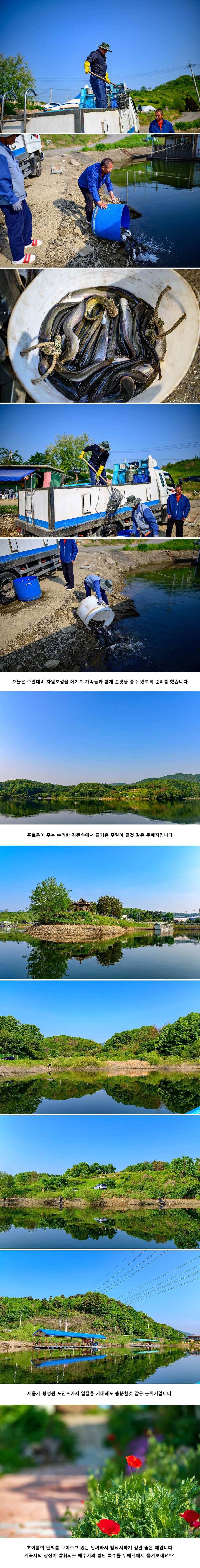 안성 두메낚시터 5월 11일 조황정보 (유료터정보 - 유료터점주조황)