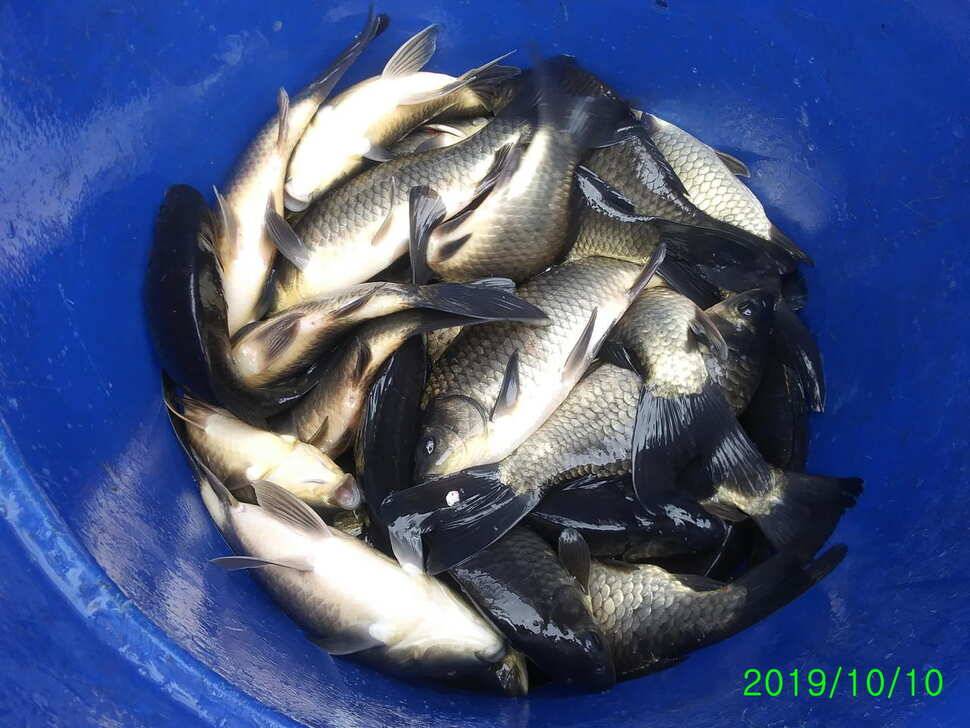 양평 수곡낚시터 오늘 붕어조황 씨알도 마릿수도 더 좋네요 10월10일 금일 붕어 방류 완료했습니다 (유료터정보 - 유료터점주조황)