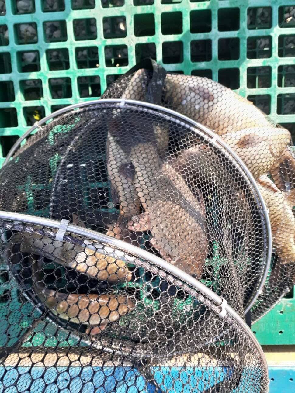 경주 동산낚시터붕어 전용잡이터지난주 조황 (유료터정보 - 유료터점주조황)