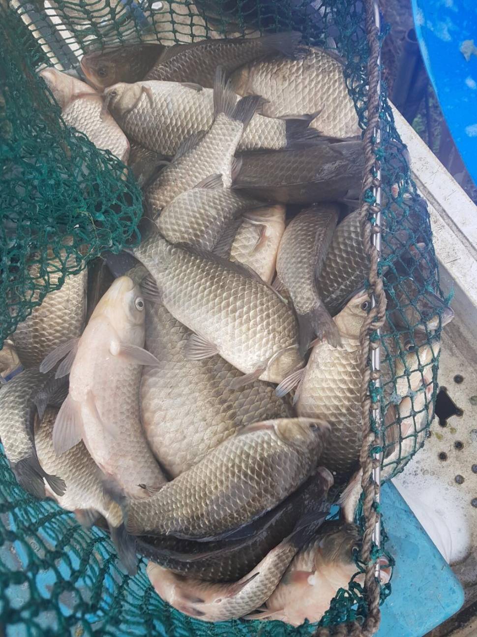 충북 괴산군 오가리 낚시터 4월 6일 개장 맞이 토종붕어 대량 방류 하였습니다 (유료터정보 - 유료터점주조황)