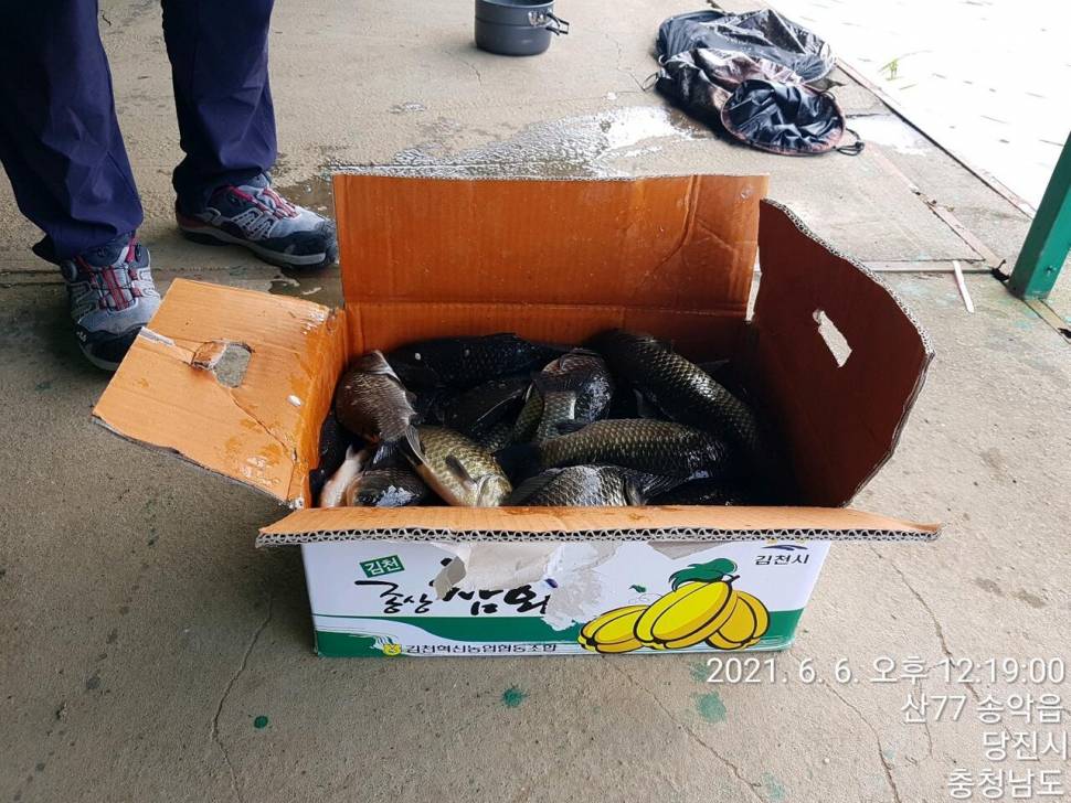 당진 가교리 낚시터 6월 7일 조황입니다 (유료터정보 - 유료터점주조황)