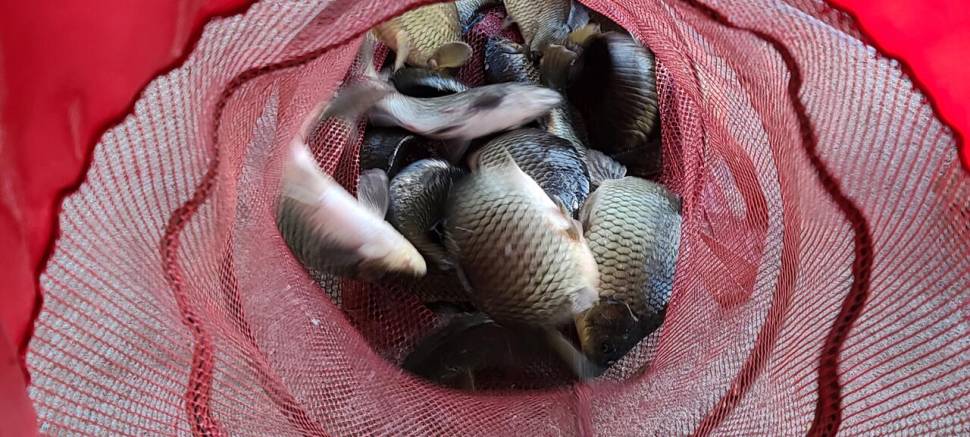 양평 힐링 수곡낚시터 화수요일 주중 조황 및 붕어 방류 (유료터정보 - 유료터점주조황)