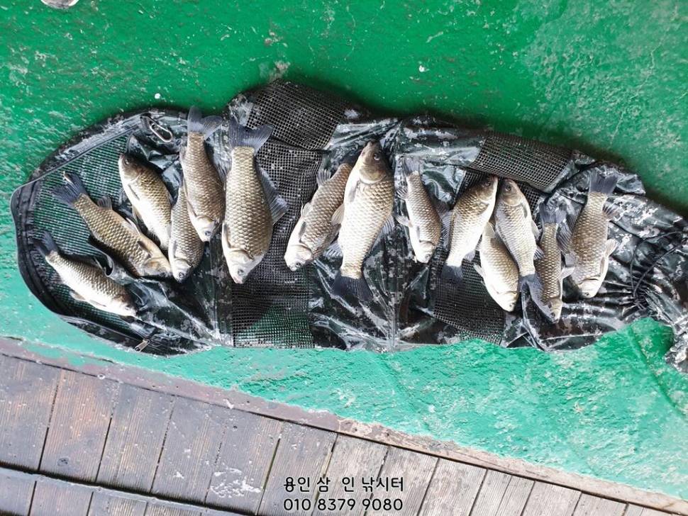 가깝고 물 좋고 경치 좋은 곳용인삼인낚시터 (유료터정보 - 유료터점주조황)
