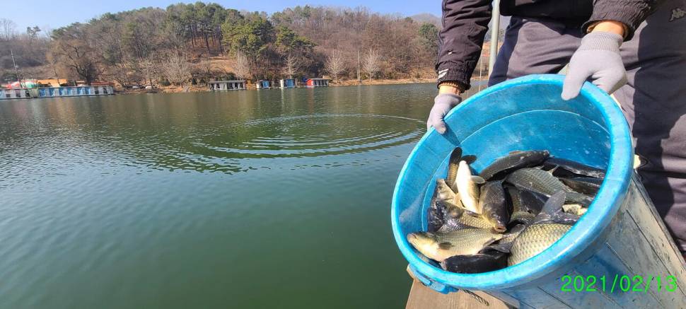 설명절 연휴 힐링 수곡낚시터 조황 및 붕어 방류 안내 (유료터정보 - 유료터점주조황)