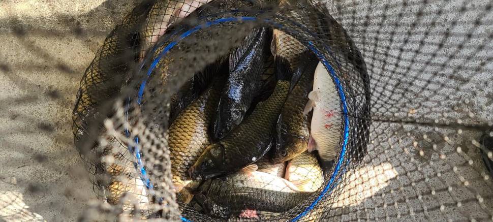 5월 첫주 금토요일 주말 수곡낚시터 조황 및 붕어방류 안내 (유료터정보 - 유료터점주조황)