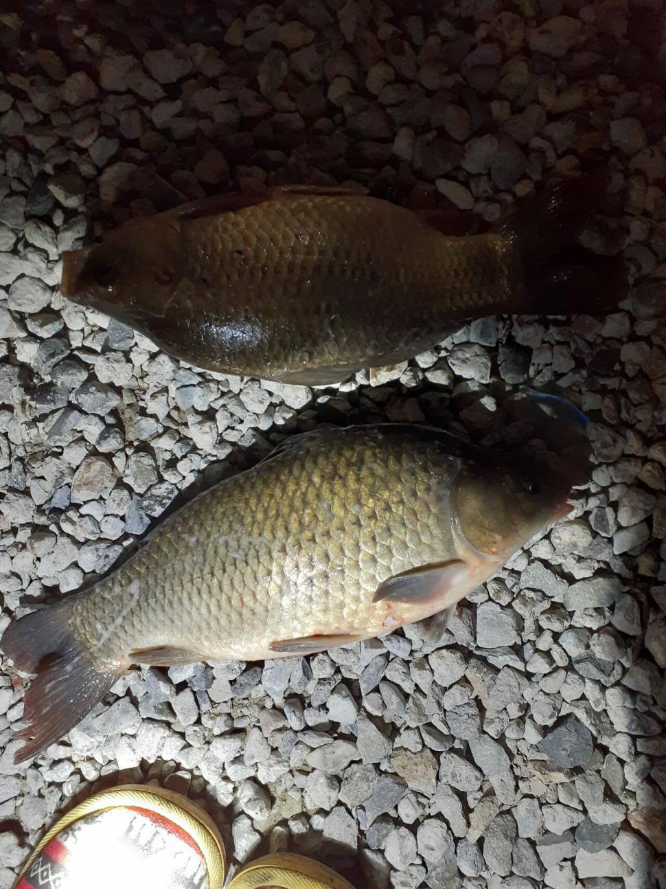 경주동산낚시터붕어 전용잡이터지난주 조황 (유료터정보 - 유료터점주조황)