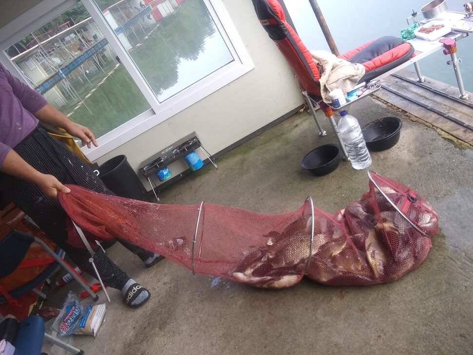 양평 힐링 수곡낚시터 어제 조황도 큰편차없이 고르게 괜찬았습니다 내일도 붕어방류 이어집니다 (유료터정보 - 유료터점주조황)