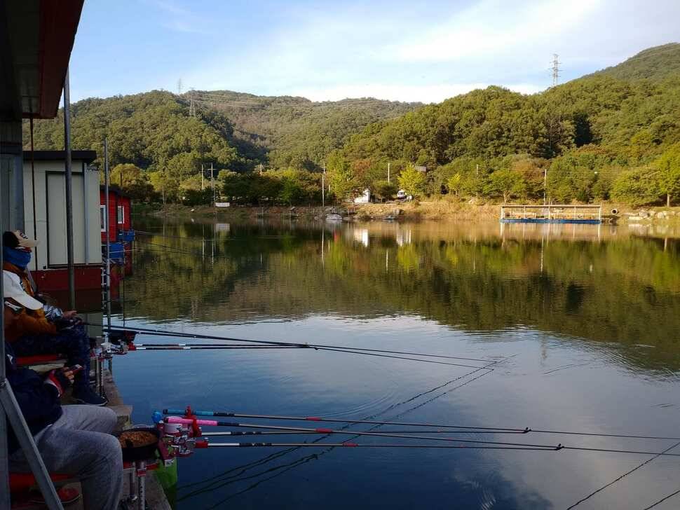 양평 수곡낚시터 오늘 붕어조황 씨알도 마릿수도 더 좋네요 10월10일 금일 붕어 방류 완료했습니다 (유료터정보 - 유료터점주조황)