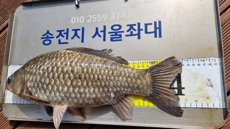 송전지서울좌대5월8일조황 (유료터정보 - 유료터점주조황)
