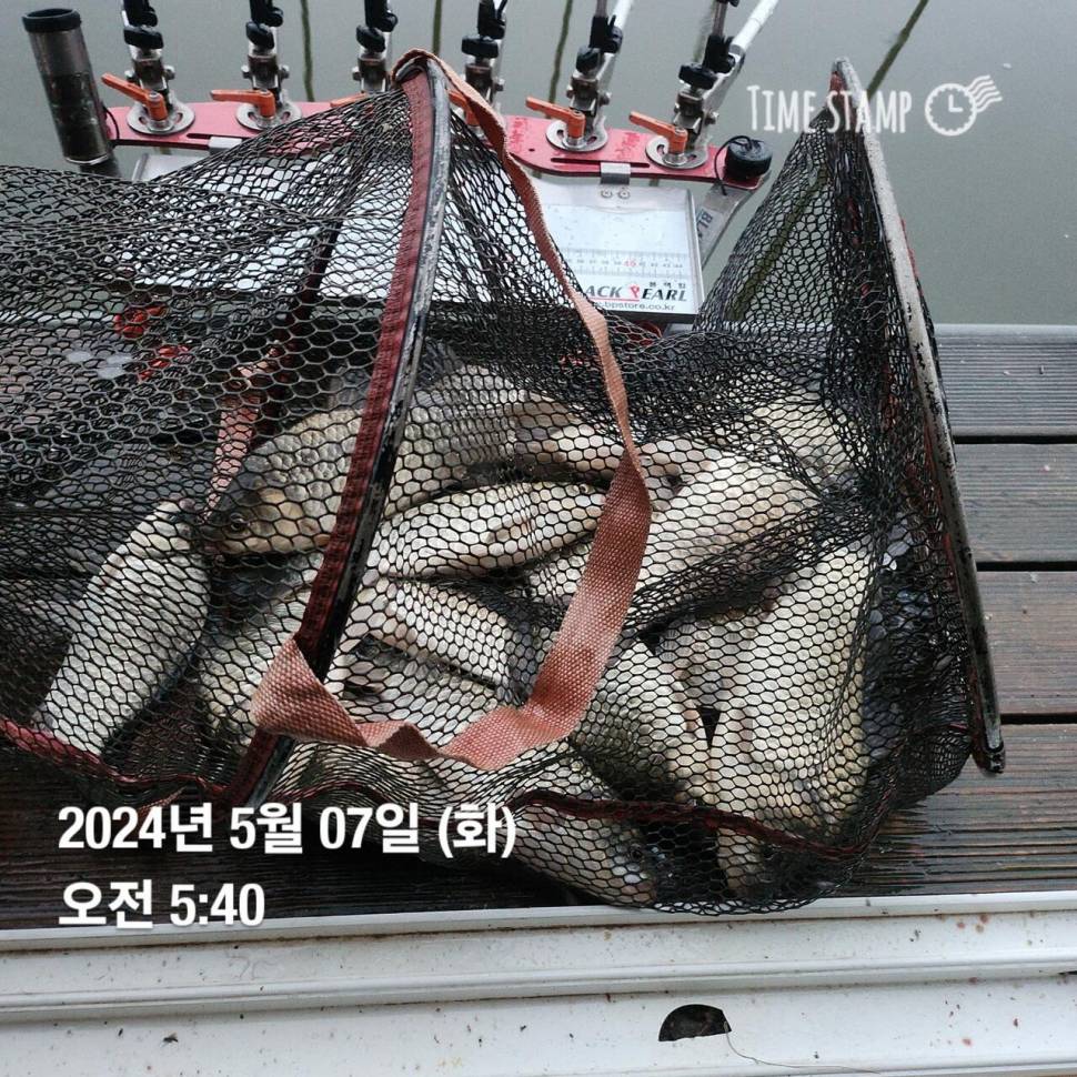 2024년 05월 둘째주 조황정보 용담낚시터사암지 (유료터정보 - 유료터점주조황)