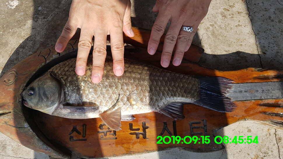 신원낚시터 토종대물 덩어리와 4짜가 마릿수로 (유료터정보 - 유료터점주조황)