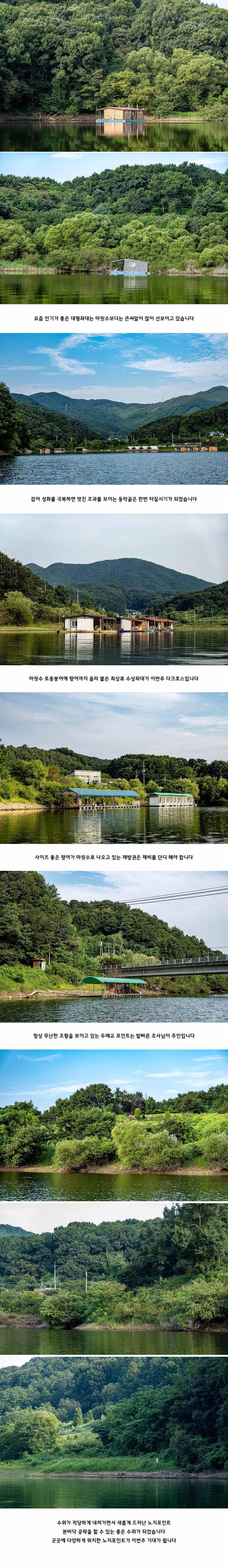 안성 두메낚시터 8월 11일 조황정보 (유료터정보 - 유료터점주조황)