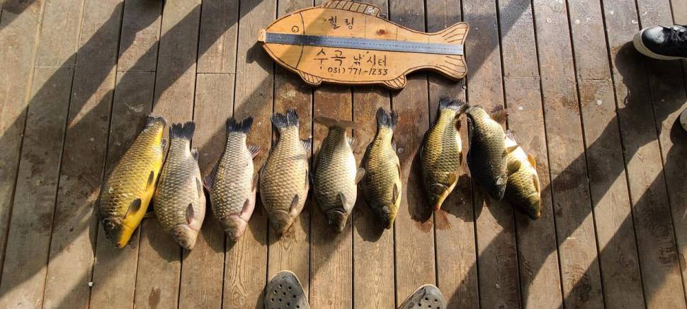 초봄시즌 힐링 수곡낚시터 주중반 조황 소식입니다 (유료터정보 - 유료터점주조황)