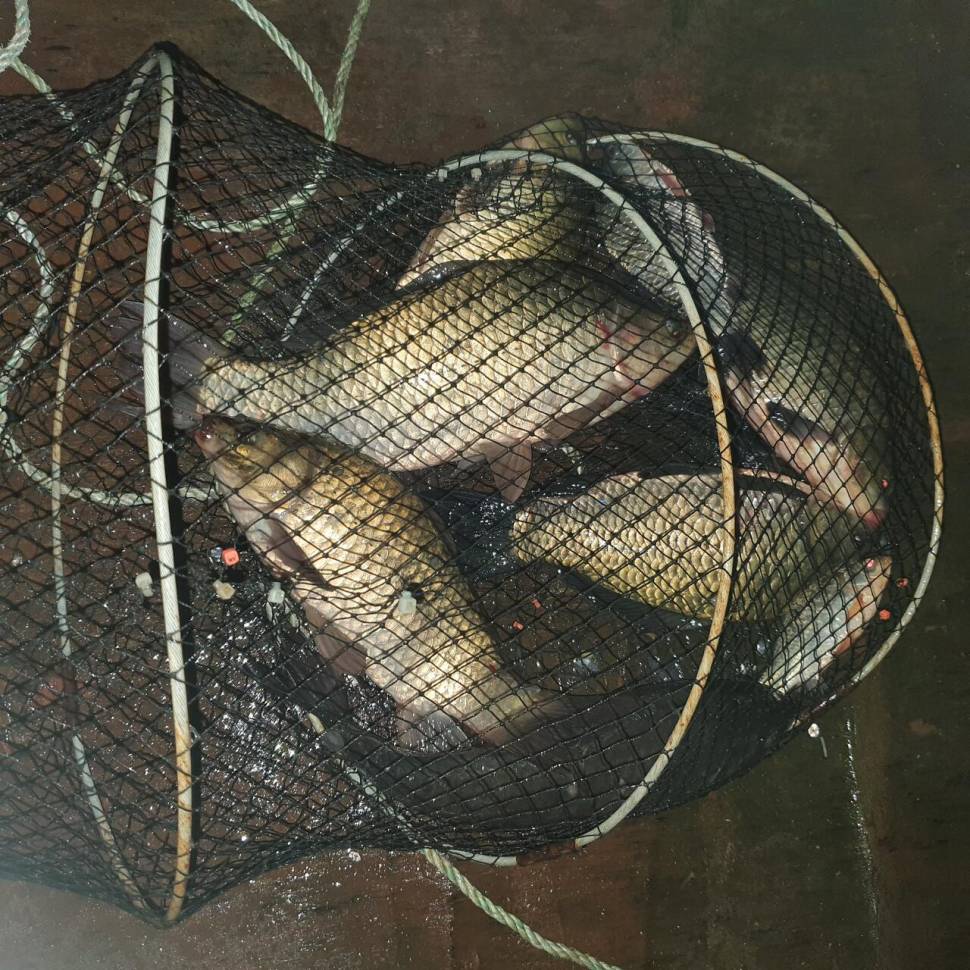 경주 동산낚시터붕어 전용잡이터지난주 조황 (유료터정보 - 유료터점주조황)