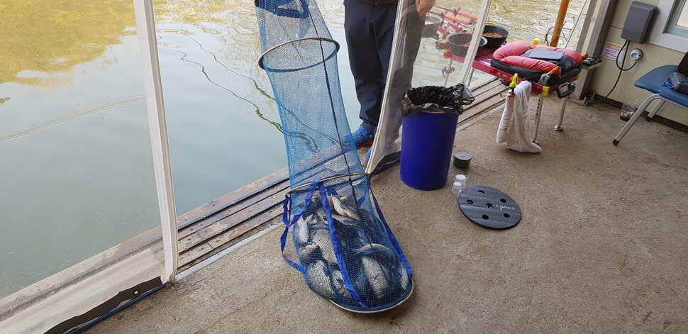 힐링 양평 수곡낚시터 4짜 대물붕어주중조황 및 붕어방류수상좌대 할인요금 안내 (유료터정보 - 유료터점주조황)