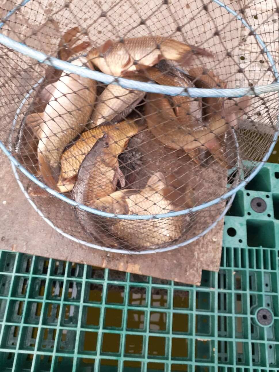 경주 동산낚시터붕어 전용잡이터지난주 조황 (유료터정보 - 유료터점주조황)