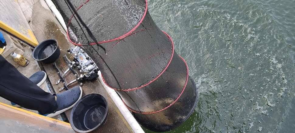 양평 낚시터 수곡낚시터 621 일요일 46cm 대물붕어 포함 씨알좋은 붕어들이 나와주네요 (유료터정보 - 유료터점주조황)