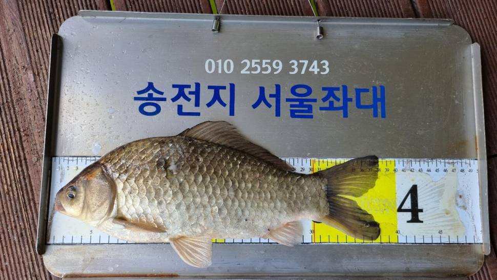 송전지서울좌대4월10일조황 (유료터정보 - 유료터점주조황)